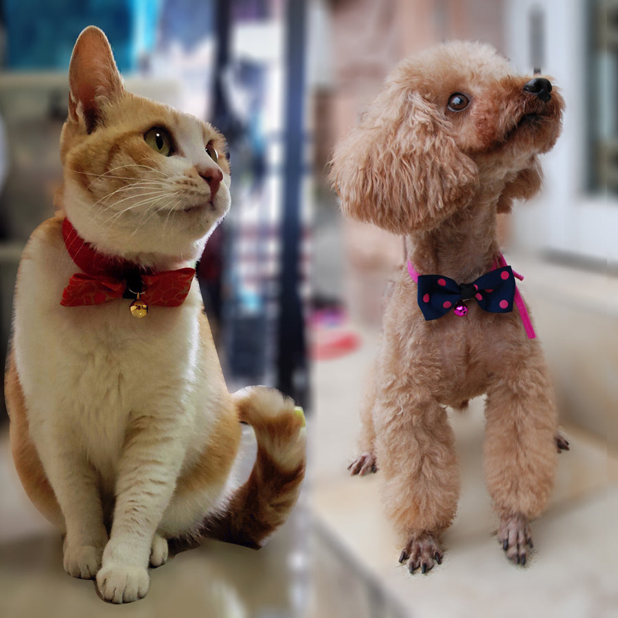 Nœud décoratif pour chien et chat